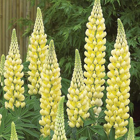 Yellow Lupine Flower Seeds for Planting – Heirloom, Non-GMO Garden Seeds for planting in your garden.