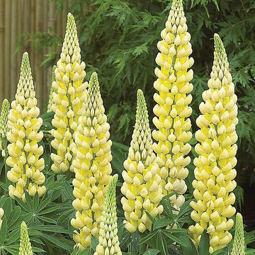 Yellow Lupine Flower Seeds for Planting – Heirloom, Non-GMO Garden Seeds
