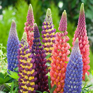 Heirloom Lupins Flower Seeds, Non-GMO Spiky Colorful Blooms for Cottage and Pollinator Garden Planting