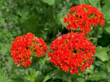Lychnis Chalcedonica Flower Seeds – Heirloom Non-GMO Maltese Cross Blooms for Vibrant Garden Planting
