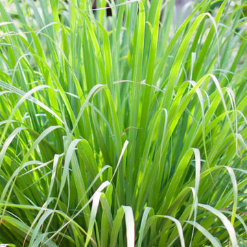 Cymbopogon citratus 'Golden' - Golden Lemongrass Plant