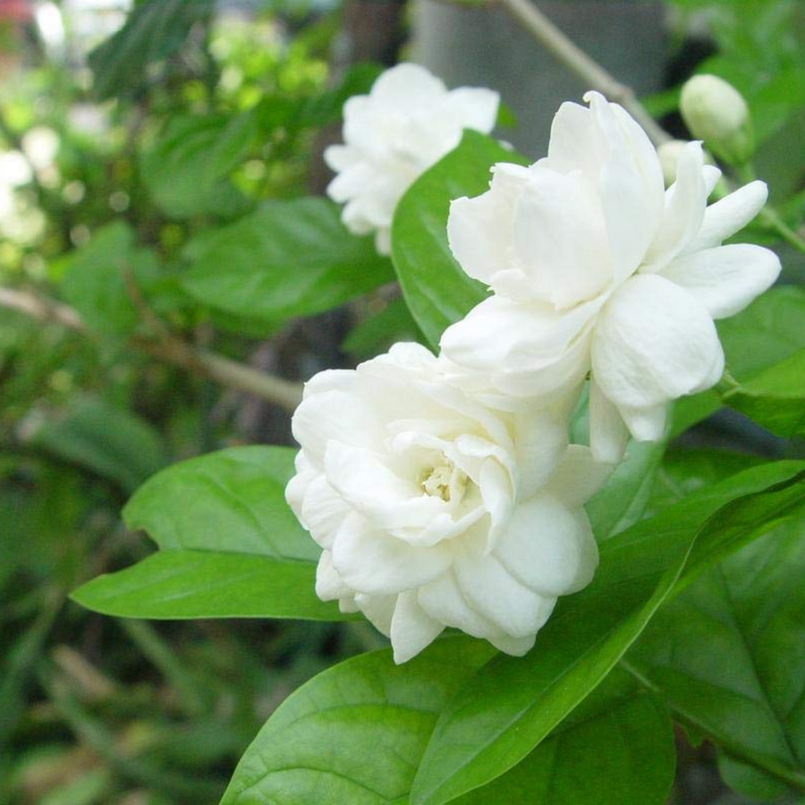 Jasminum (Jasminum scientific name) for planting in garden