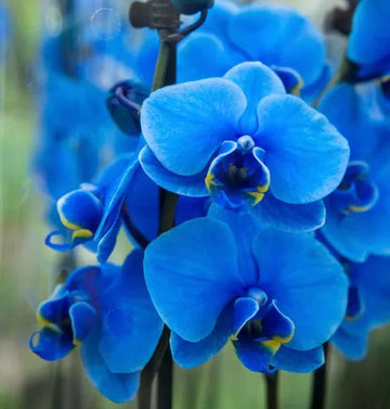 Organic Blue Phalaenopsis Orchid Flower Seeds for Planting ƒ?? Heirloom, Non-GMO Seeds