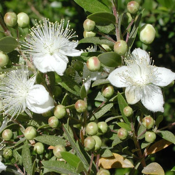 Greek Myrtle Plant Seeds (Myrtus communis) – Aromatic Evergreen Shrub,