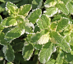Variegated Pineapple Peppermint Plant Seeds- Organic Fresh Peppermint Seeds – Fresh Herb for Your Garden