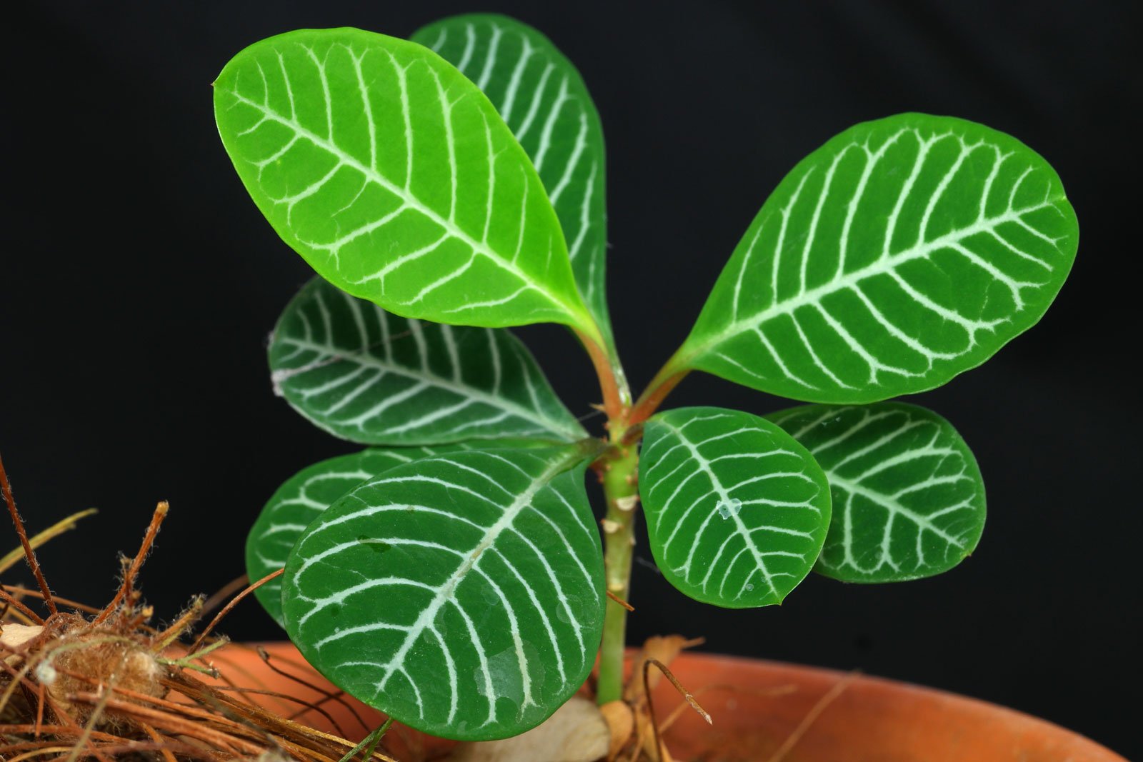 Euphorbia Leuconeura Plant Seeds for planting in home garden