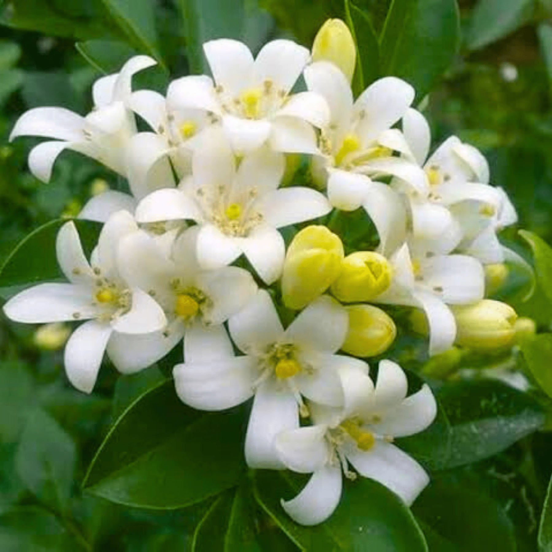White Murraya Flower Seeds – Heirloom, Non-GMO Seeds for Planting Fragrant Garden Blooms seeds for planting in home garden