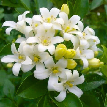White Murraya Flower Seeds – Heirloom, Non-GMO Seeds for Planting Fragrant Garden Blooms