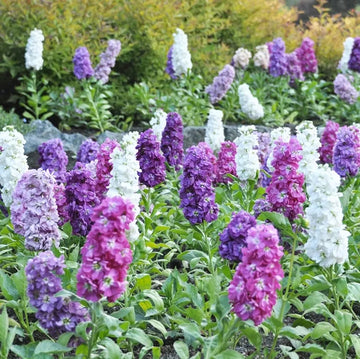 Purple & White Matthiola Incana Seeds – Elegant Flower Seeds for Planting