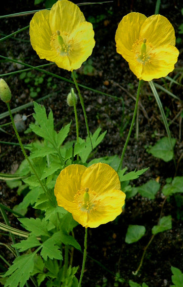 Meconopsis Cambrica Flower Seeds, Heirloom, Non-GMO Seeds for Planting