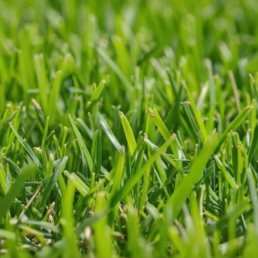 Zoysia Meyer Grass Seed - Premium Turf for Lush, Low-Maintenance Lawns