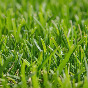 Zoysia Meyer Grass Seed - Premium Turf for Lush, Low-Maintenance Lawns