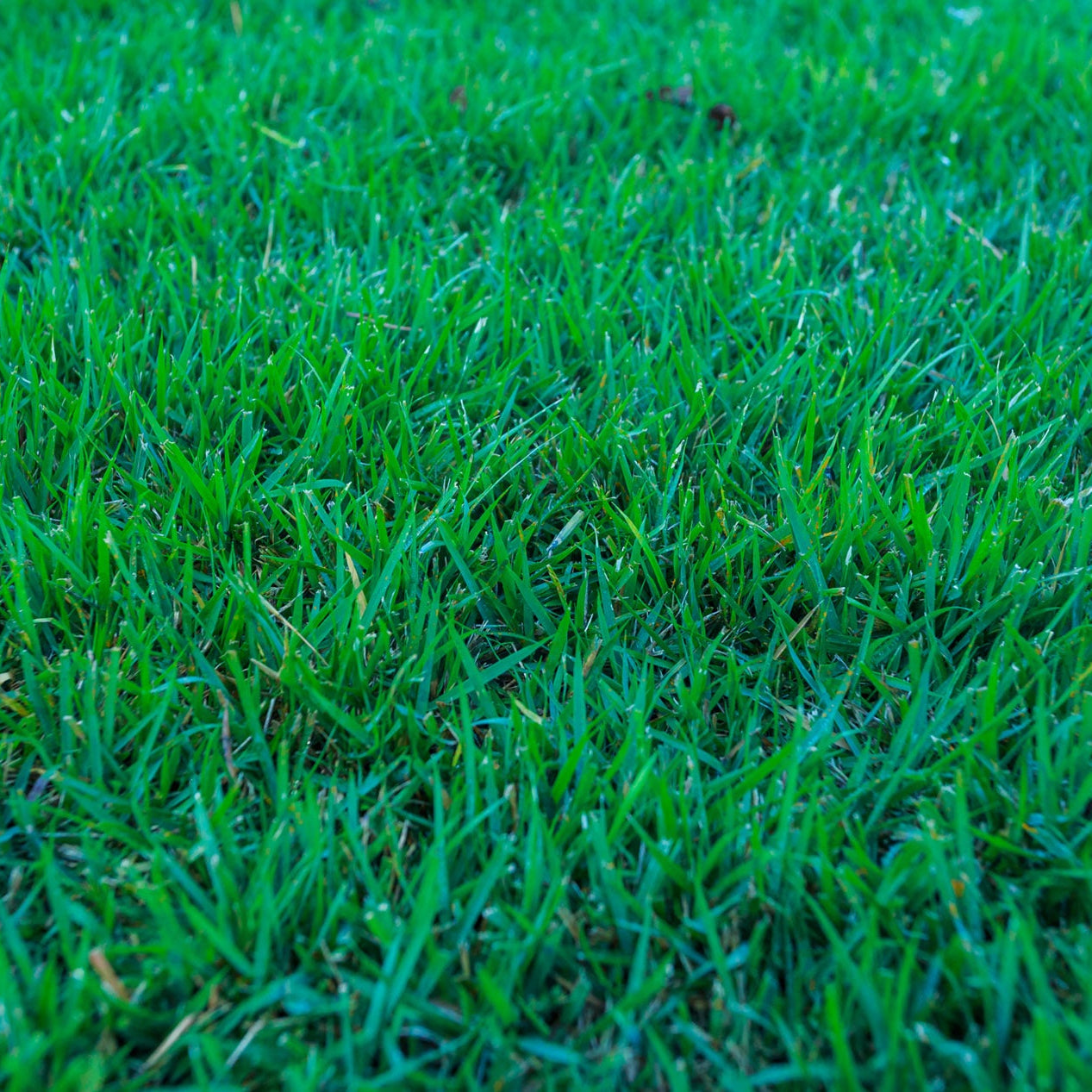 Zoysia Meyer Grass Seed - Premium Turf for Lush, Low-Maintenance Lawns
