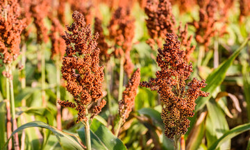 Heirloom Sorghum Flower Seeds, Non-GMO Ornamental Grass Blooms for Garden and Landscape Planting