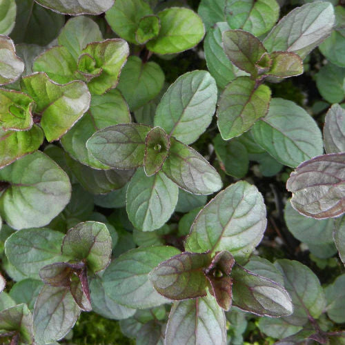 Chocolate Mint Herb Seeds Scientific Name Placeholder for planting in home garden