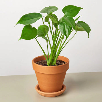 Philodendron Plant Seeds for Planting, 100 pcs