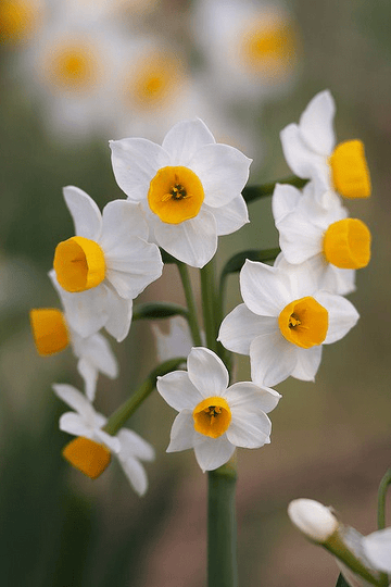 Narcissus Flower Seeds for Planting, Heirloom, Non-GMO, 100 pcs