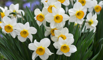 Narcissus Tazetta Flower Seed for Planting 100 pcs