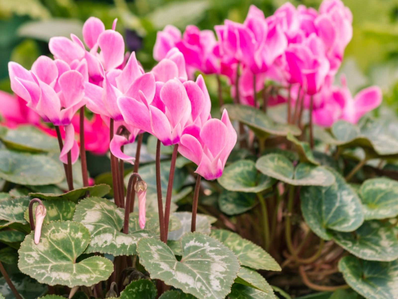Dark Pink Cyclamen Flower Seeds for Planting - NON GMO Seeds seeds for planting in home garden
