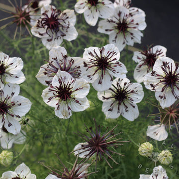 White Nigella African Flower Seeds for Planting - NON GMO Seeds