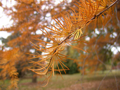 Orange Larch Plant Seeds for Planting - NON GMO Seeds for planting in home garden