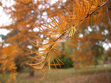 Orange Larch Plant Seeds for Planting - NON GMO Seeds