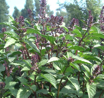 Ocimum Gratissimum Herb Seeds