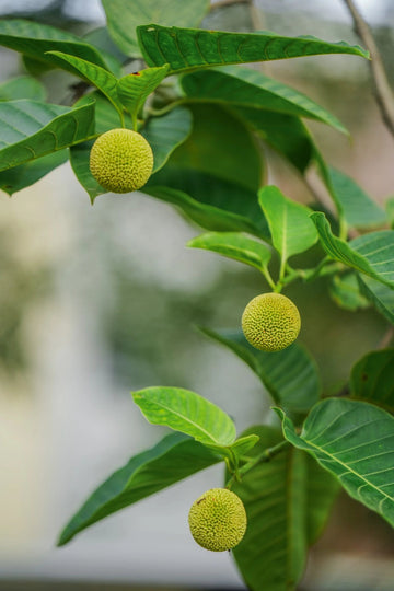 Green Anthocephalus Kadamba Plant Seeds for Planting - NON GMO Seeds