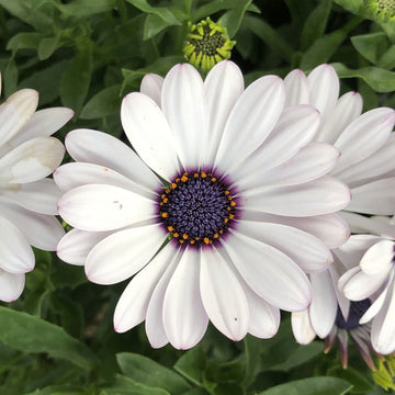 Osteospermum Flower Seeds, Heirloom, Non-GMO Seeds for Planting