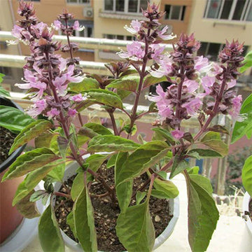 Ocimum Gratissimum Herb Seeds