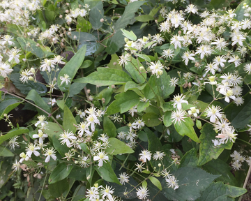 Heirloom Old Man’s Beard Flower Seeds, Non-GMO Feathered Blooms for Planting