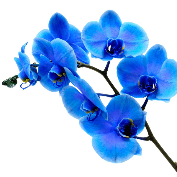 Organic Blue Phalaenopsis Orchid Flower Seeds for Planting – Heirloom, Non-GMO Seeds for planting in your garden.