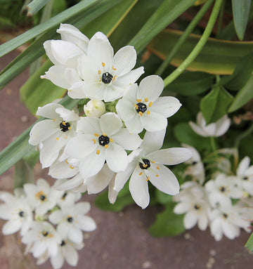 Organic Star of Bethlehem Flower Seeds for Planting – Heirloom, Non-GMO