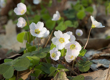 Oxalis Acetosella Flower Seeds for Planting - NON GMO Seeds