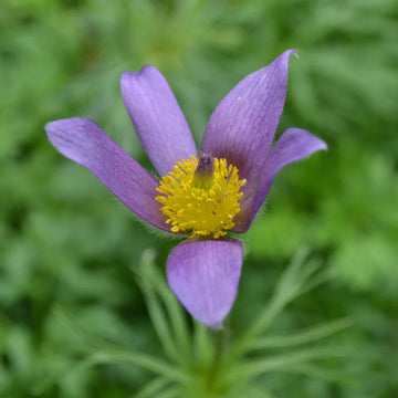 Heirloom Non-GMO Pasque Flower Seeds – Perennial Blooming Seeds for Garden Planting