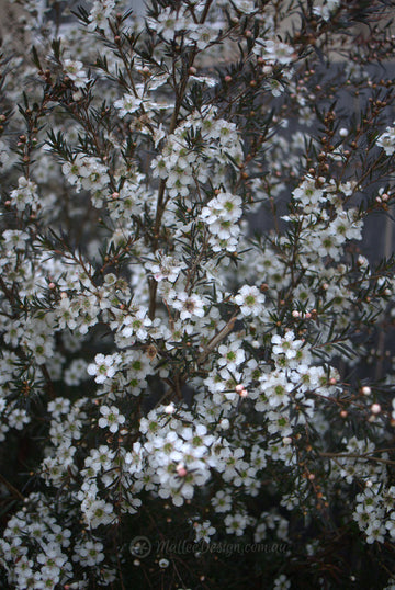 Heirloom Non-GMO Leptospermum Flower Seeds for Planting – Tea Tree Ornamental Garden Blooms