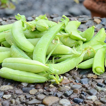 Sugar Ann Pea Vegetable Seeds