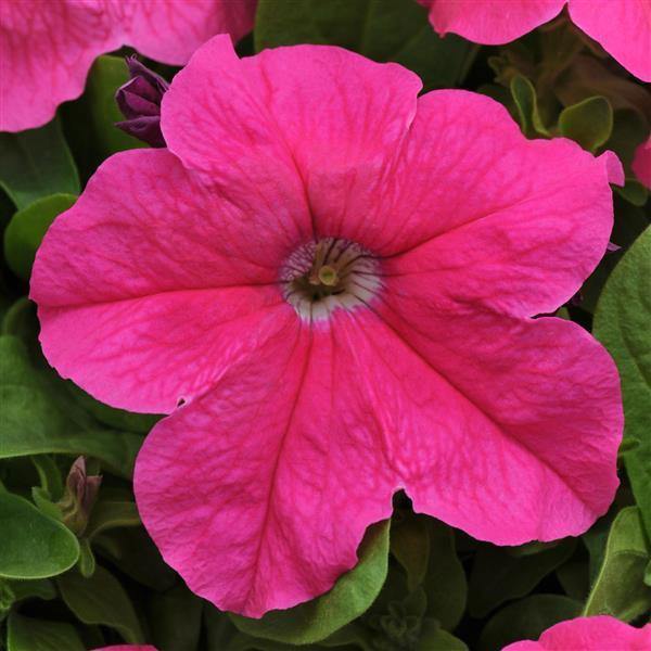 Deep Pink Petunia Flower Seeds for Planting - Heirloom, NON-GMO Seeds for Vibrant Garden Blooms seeds for planting in home garden