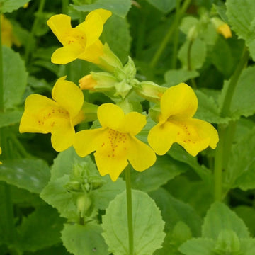 Heirloom Mimulus Guttatus Flower Seeds, Non-GMO Yellow Monkey Flower Blooms for Wetland Garden Planting