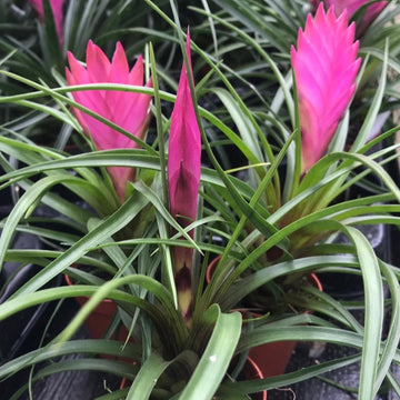 Organic Heirloom Non-GMO Pink Tillandsia Cyanea Seeds for Planting – Air Plant Blooms