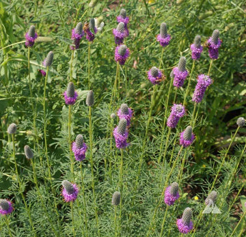 Heirloom Non-GMO Prairie Wildflower Seeds | Native Perennial Mix for Pollinator Gardens
