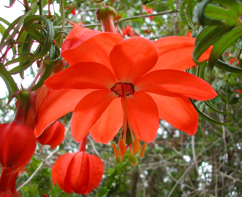 Heirloom Non-GMO Passiflora Parritae Flower Seeds for Planting – Exotic Passionflower Blooming Seeds - Non-GMO for planting in home garden