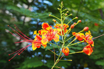 Caesalpinia Flower Seeds for Planting, Heirloom, Non-GMO, 100 pcs