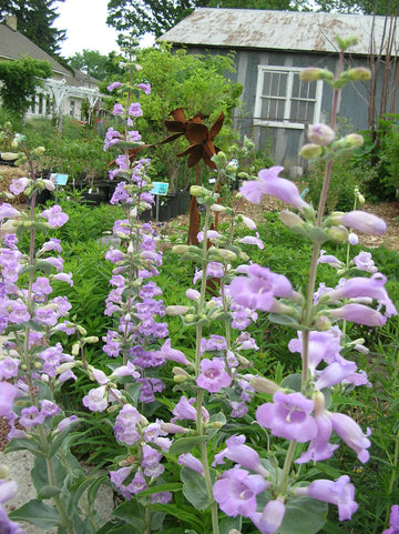 Heirloom Penstemon Grandiflorus Flower Seeds for Planting, Non-GMO