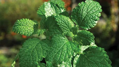 White Peppermint Vegetable Plant Seeds for Planting-Heirloom & Non-GMO Seeds for planting Scientific Name Placeholder for planting in home garden