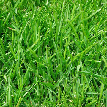 Scotts Turf Builder Grass Seed Perennial Ryegrass Mix