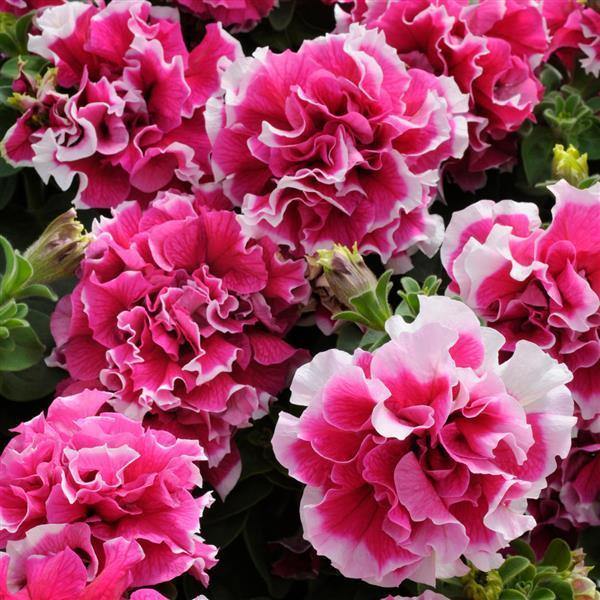 Petunia Double GF Pirouette Rose Flower Seeds for Planting - Heirloom, NON-GMO, Vibrant Blooms - Double for planting in home garden