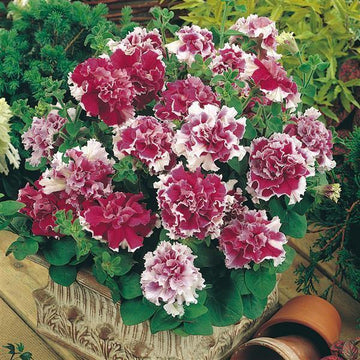 Petunia Double GF Pirouette Rose Flower Seeds for Planting - Heirloom, NON-GMO, Vibrant Blooms