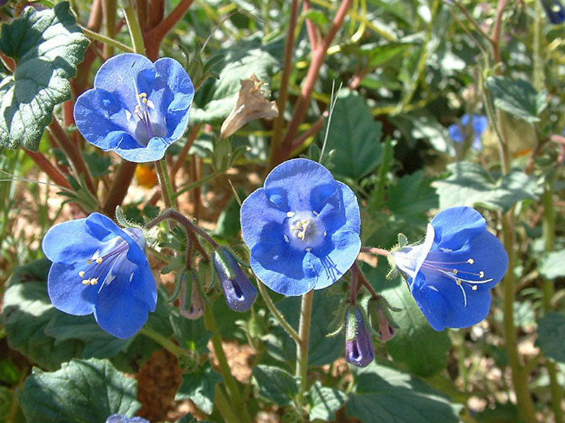 Heirloom Non-GMO Phacelia Campanularia Flower Seeds for Planting – Vibrant Blue Pollinator-Friendly Blooms - Non-GMO for planting in home garden