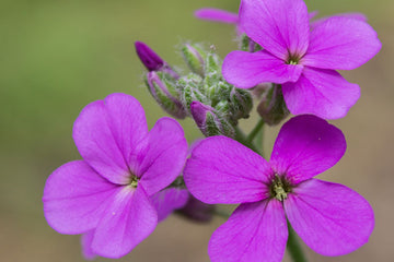 Heirloom Hesperis Flower Seeds, Non-GMO Fragrant Garden Blooms for Pollinator-Friendly Planting